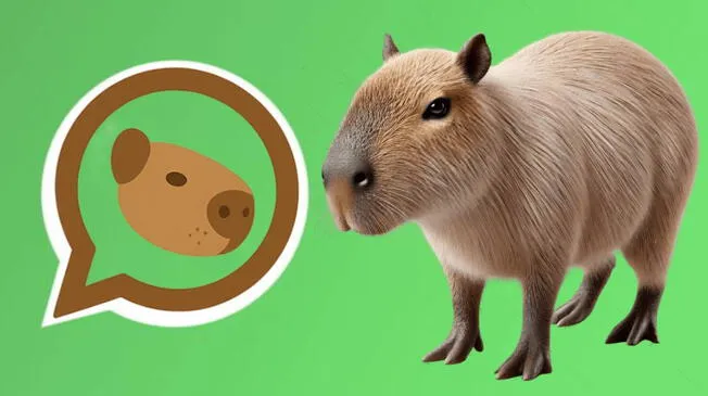 Con la aplicación Nova Launcher podrás activar el Modo Capibara en WhatsApp. Con la aplicación Nova Launcher podrás activar el Modo Capibara en WhatsApp.
