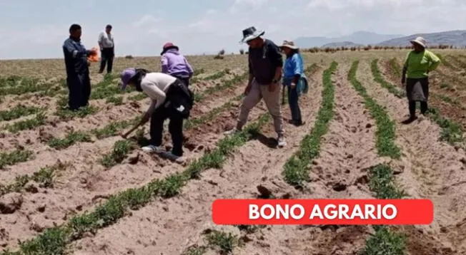 Bono Agrario: consulta sobre el acceso al beneficio Bono Agrario: consulta sobre el acceso al beneficio