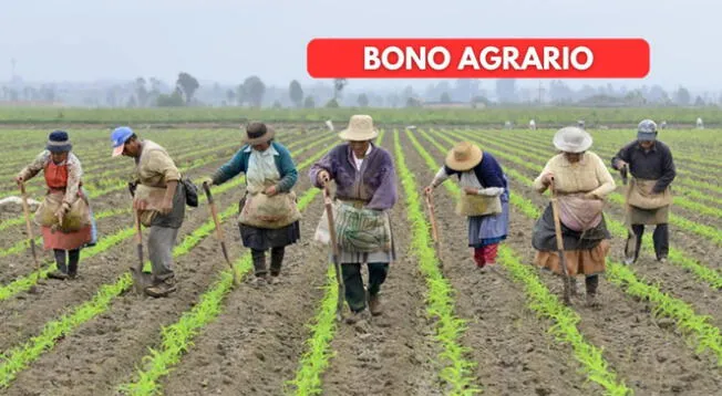 Bono Agrario: revisa si podrás acceder al pago de este subsidio Bono Agrario: revisa si podrás acceder al pago de este subsidio
