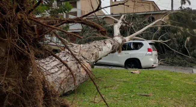 Los fuertes vientos en Lima generaron el desprendimiento de un árbol.