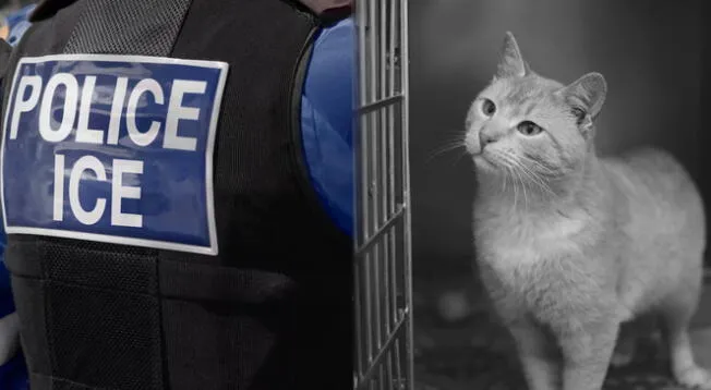 Las redadas de ICE también están afectando a diferentes mascotas como perros y gatos ya que se están quedando sin un hogar. Las redadas de ICE también están afectando a diferentes mascotas como perros y gatos ya que se están quedando sin un hogar.