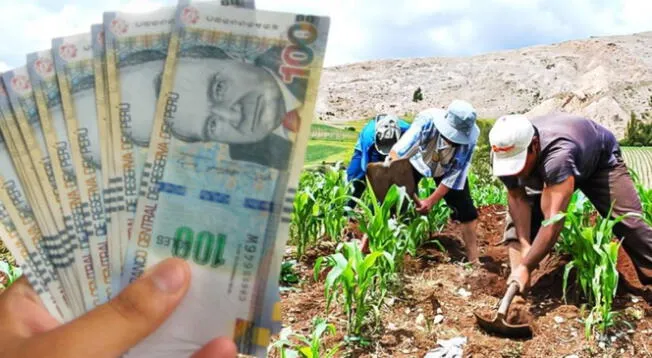 Bono Agrario: consulta sobre el acceso a este subsidio en Perú Bono Agrario: consulta sobre el acceso a este subsidio en Perú
