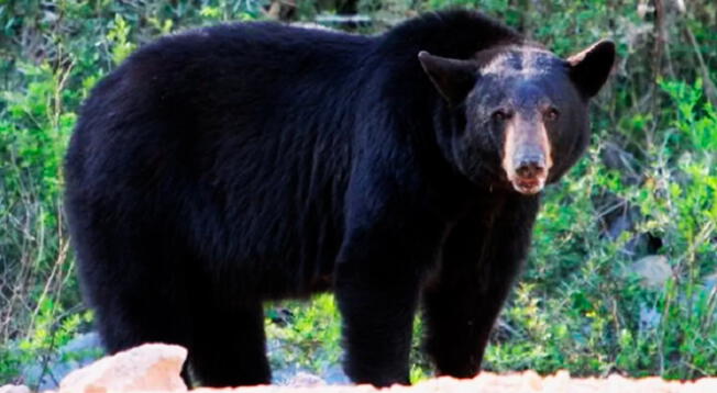 Luego de muchos años, este estado de EE. UU. autorizó la caza del oso negro.