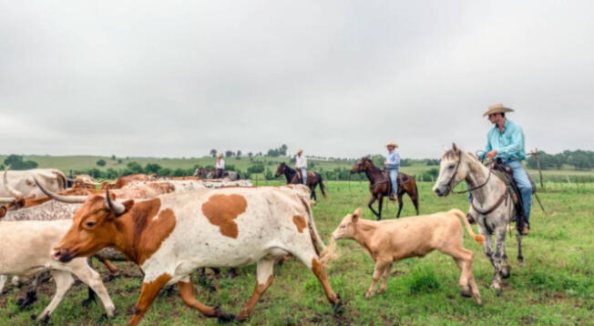 Advierten plaga de gusano barrenador carnívoro en Texas.