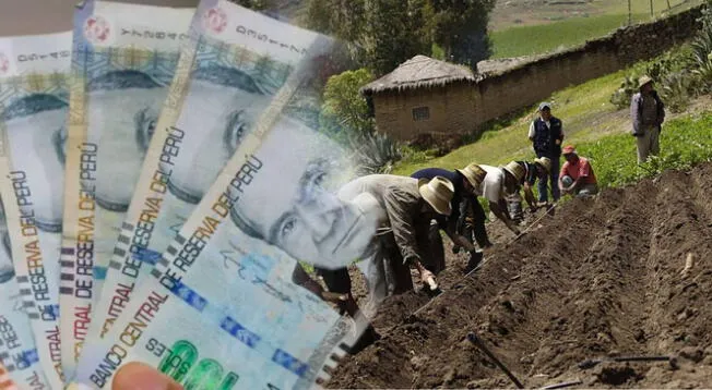 Bono Agrario, agosto 2025: revisa si accedes al subsidio Bono Agrario, agosto 2025: revisa si accedes al subsidio
