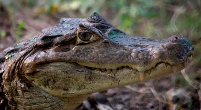 EE. UU.: agresivo ataque de caimán a mujer que recorría sendero del suroeste en Florida.