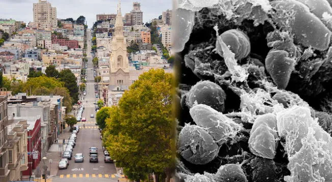 Una persona de El Dorado fue hallado con la peste bubónica, pero ya se encuentra bajo tratamiento médico.