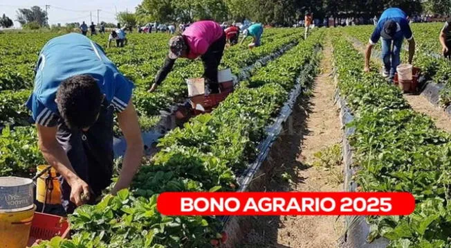 Bono Agrario: revisa si accedes al subsidio este mes Bono Agrario: revisa si accedes al subsidio este mes