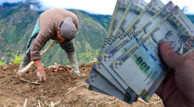Bono Agrario en Perú: consulta sobre los pagos este agosto 2025 Bono Agrario en Perú: consulta sobre los pagos este agosto 2025