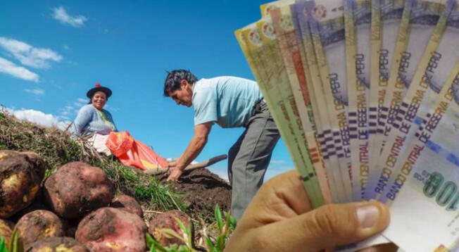 Bono Agrario 2025: consulta el monto del nuevo subsidio