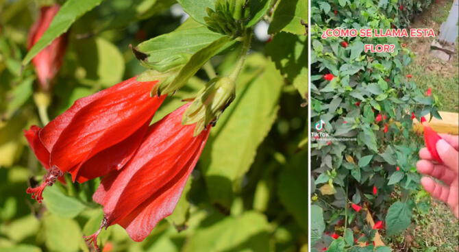 Cómo se llama la flor roja que de niños 'comíamos' por su dulce sabor?