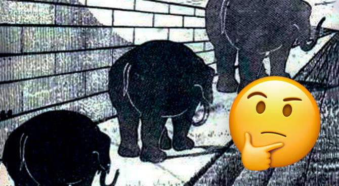 ¿Qué elefante es más grande? Descifra esta ilusión óptica que rompió ...
