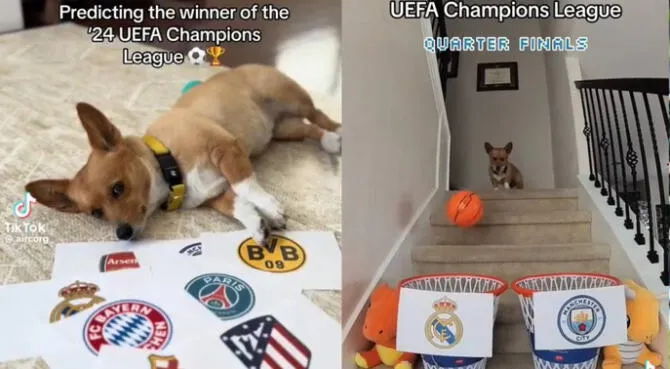 El curioso can se aventuró a dar sus predicciones en la Champions y acertó todo.